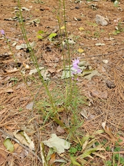 Liatris