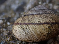 Helminthoglypta stiversiana