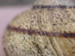 Helminthoglypta stiversiana