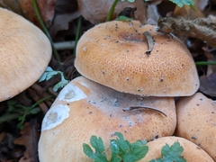 Paralepista gilva