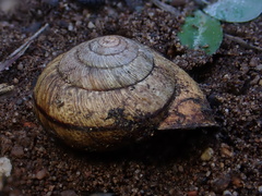 Helminthoglypta stiversiana