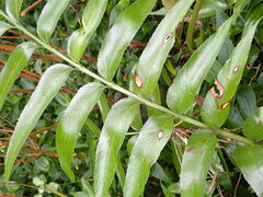 Asplenium oblongifolium