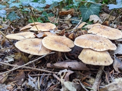Paralepista gilva