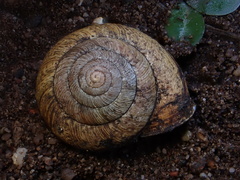 Helminthoglypta stiversiana