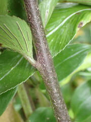 Asplenium oblongifolium