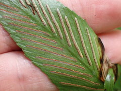 Asplenium oblongifolium