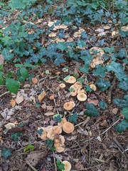Paralepista gilva