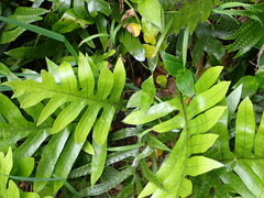 Microsorum pustulatum pustulatum