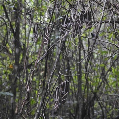 Heliconius charithonia vazquezae