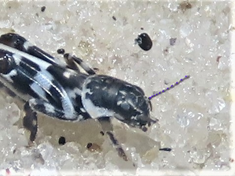 Ellipes gurneyi
