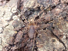 Opiliones
