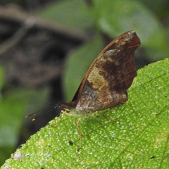 Catonephele mexicana