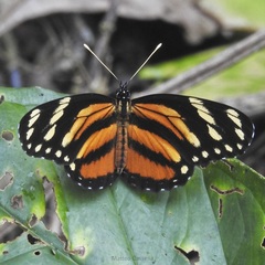 Eresia phillyra phillyra