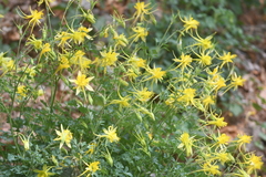 Aquilegia chrysantha