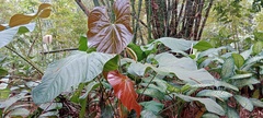 Anthurium