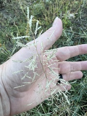 Eragrostis lehmanniana