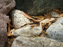 Polistes comanchus navajoe