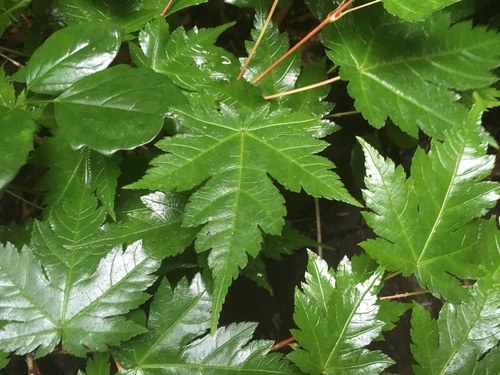 mie.maple-aptinomeまとめ Japanese Maple – Grey Towers Heritage Association