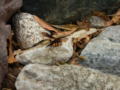 Polistes comanchus navajoe