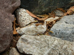Polistes comanchus navajoe
