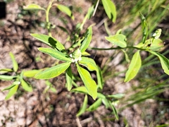 Sphenoclea zeylanica