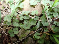 Hydrocotyle moschata