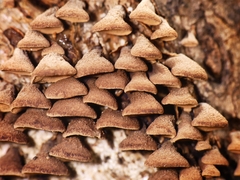 Porodisculus pendulus