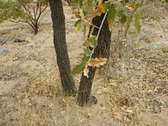 Quercus emoryi