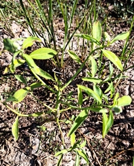 Sphenoclea zeylanica