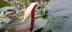 Anthurium