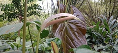 Anthurium