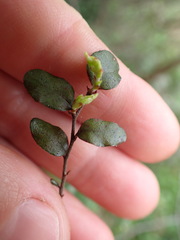 Nothofagus solandri