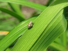 Lepyronia coleoptrata