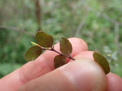 Nothofagus solandri
