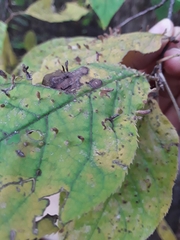 Eriophyes cerasicrumena