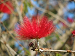 Calliandra