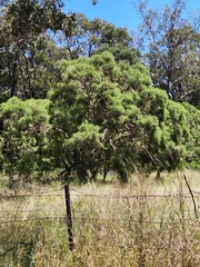 Melaleuca irbyana