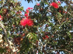 Calliandra