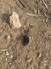 Erynnis tristis