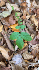 Agrimonia gryposepala