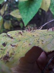 Eriophyes cerasicrumena