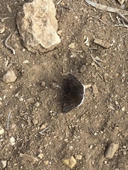 Erynnis tristis