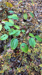 Smilax rotundifolia