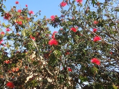 Calliandra