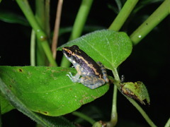 Pulchrana moellendorffi