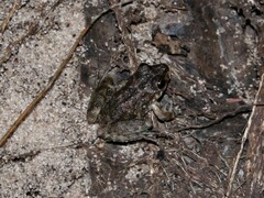 Litoria meiriana
