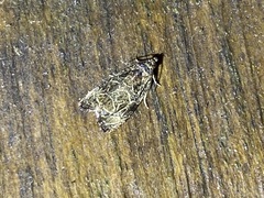 Olethreutes permundana