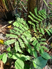 Adenanthera