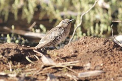 Chrysococcyx basalis