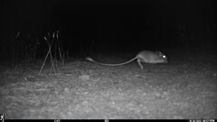 Dipodomys californicus